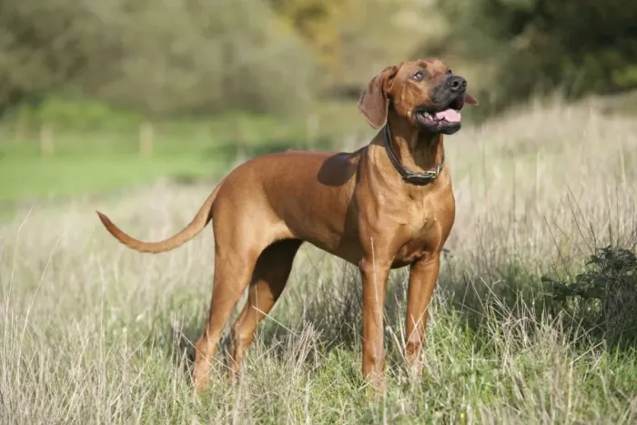 Framed Print : Rhodesian Ridgeback dog Framed Print : Rhodesian Ridgeback dog