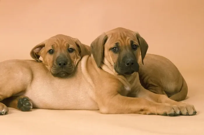 Framed Print : Rhodesian Ridgeback Dog - puppies Framed Print : Rhodesian Ridgeback Dog - puppies