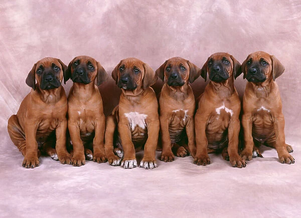 Rhodesian Ridgeback Dog - puppies in a row