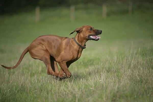 Rhodesian Ridgeback dog running