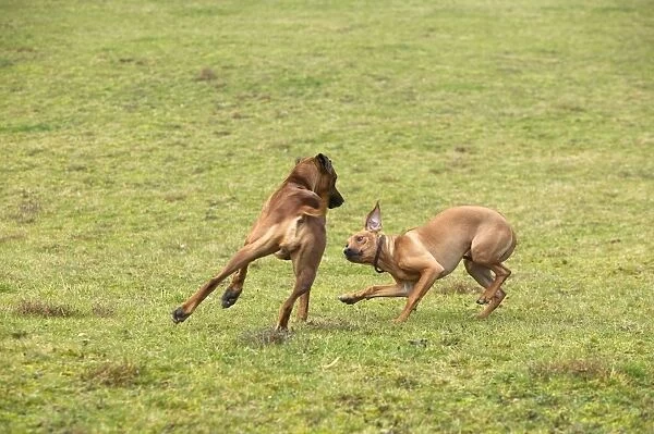 Rhodesian Ridgeback - two fighting  /  playing with one showing submissive behaviour