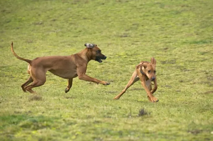 Framed Print : Rhodesian Ridgeback - two fighting / playing with one showing submissive behaviour Framed Print : Rhodesian Ridgeback - two fighting / playing with one showing submissive behaviour