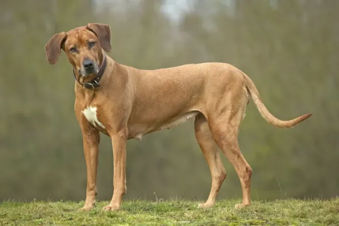 Framed Print : Rhodesian Ridgeback - standing, ears cocked Framed Print : Rhodesian Ridgeback - standing, ears cocked