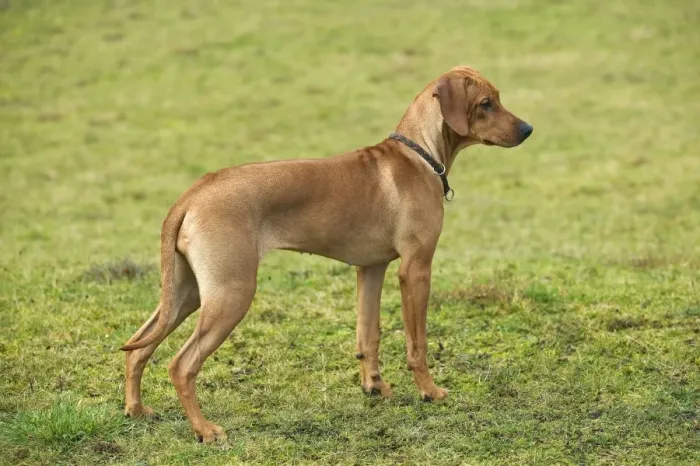 Framed Print : Rhodesian Ridgeback - young Framed Print : Rhodesian Ridgeback - young