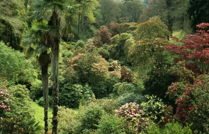 Framed Print : Rhododendroms a mingling of palms & a canopy of century old Rhododendroms. Trebah garden, Cornwall, UK Framed Print : Rhododendroms a mingling of palms & a canopy of century old Rhododendroms. Trebah garden, Cornwall, UK
