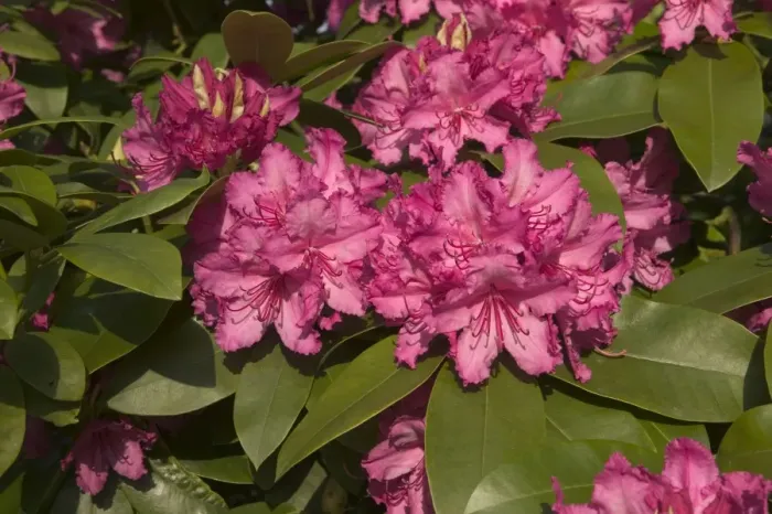 Framed Print : Rhododendron - close-up of flowers Framed Print : Rhododendron - close-up of flowers