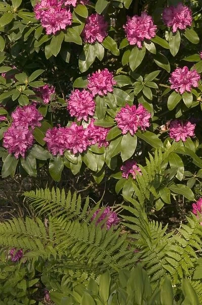Rhododendron and fern