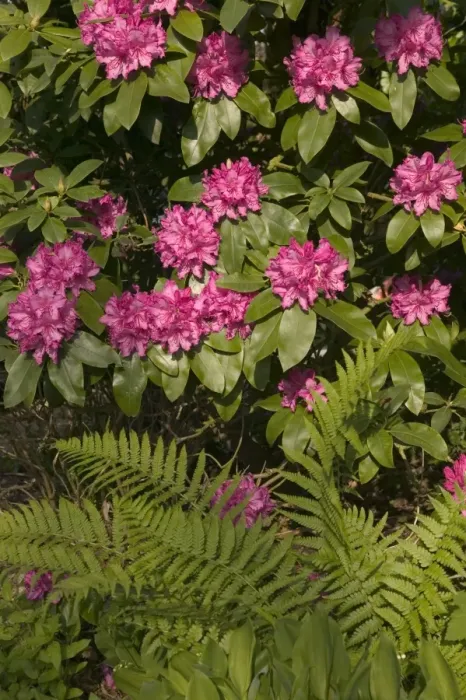 Framed Print : Rhododendron and fern Framed Print : Rhododendron and fern
