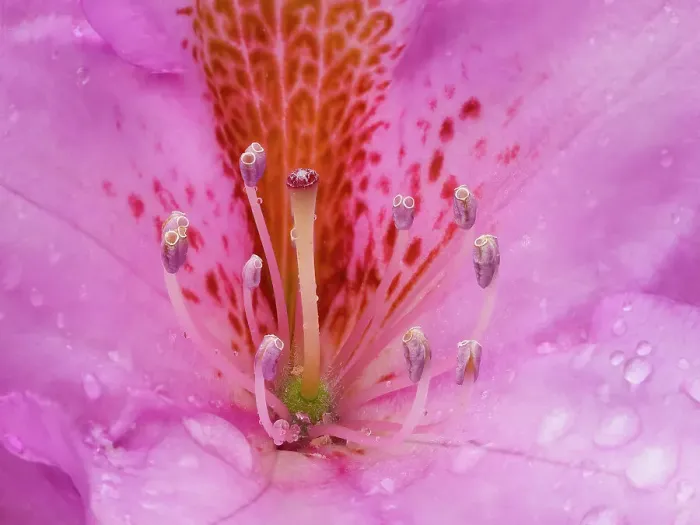 Framed Print : Rhododendron flower Date: 16-05-2020 Framed Print : Rhododendron flower Date: 16-05-2020