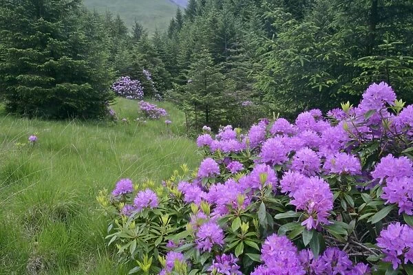 Rhododendron lilac coloured shrubs on forest clearing Glen Etive, Glencoe area, Highlands, Scotland, UK