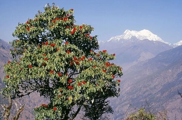 Rhododendron - with Mount Langtang in the background Nepal