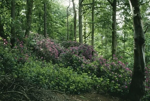 Rhododendron SG 7503A Invasive growth in UK woodland R. ponticum © ARDEA LONDON