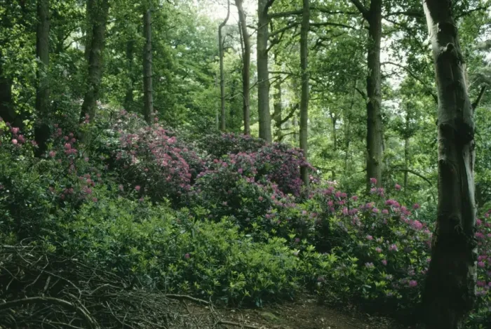 Framed Print : Rhododendron SG 7503A Invasive growth in UK woodland R. ponticum © ARDEA LONDON Framed Print : Rhododendron SG 7503A Invasive growth in UK woodland R. ponticum © ARDEA LONDON