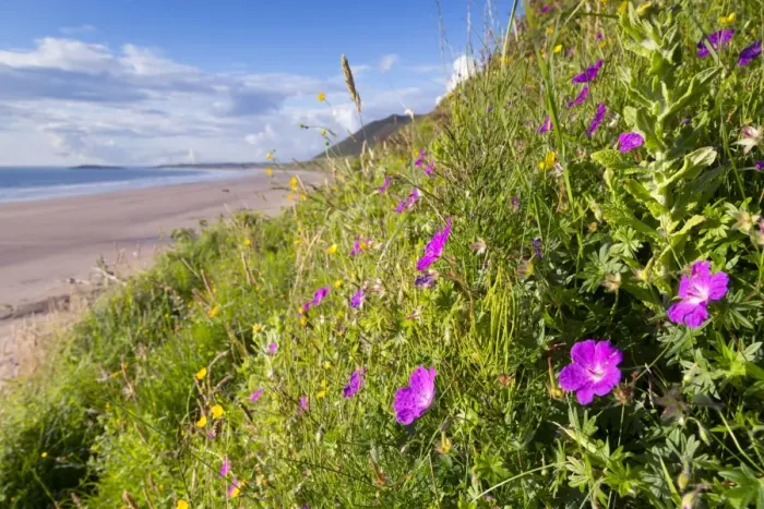 Framed Print : Rhossili Beach - with Cranesbill in foreground - Gower - Wales - UK