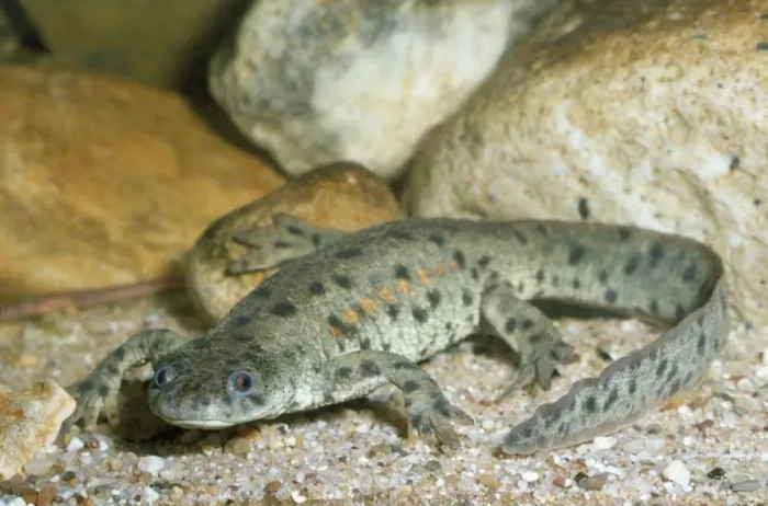 Framed Print : Ribbed Newt Framed Print : Ribbed Newt