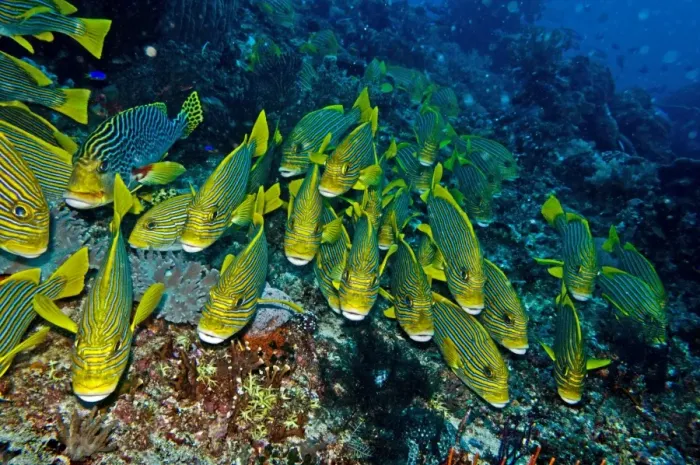 Framed Print : Ribbon Sweetlips - resting together waiting for night when they move over the reef to feed - Indonesia Framed Print : Ribbon Sweetlips - resting together waiting for night when they move over the reef to feed - Indonesia