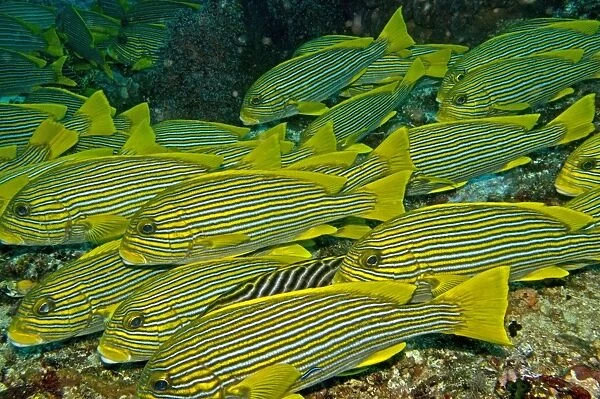 Ribbon Sweetlips - often seen in large groups - Indonesia