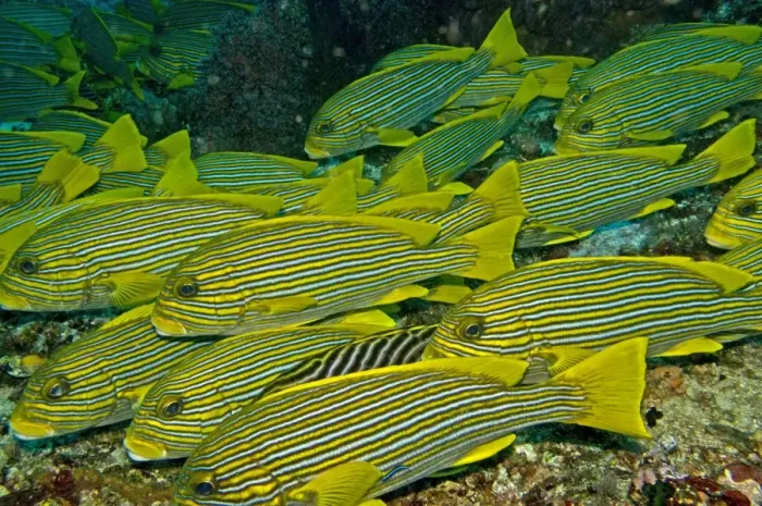 Framed Print : Ribbon Sweetlips - often seen in large groups - Indonesia Framed Print : Ribbon Sweetlips - often seen in large groups - Indonesia