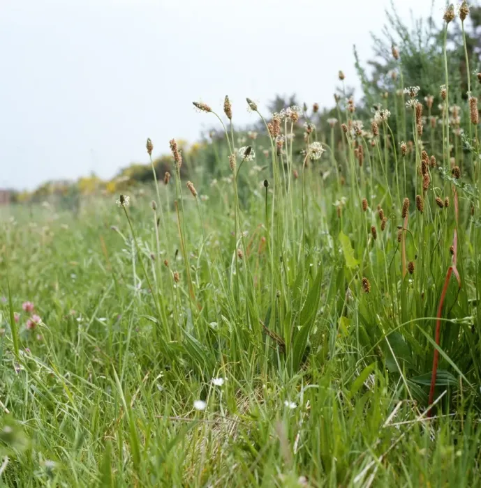 Framed Print : Ribwort Plantain - in habitat. Also known as: soldiers and sailors, fighters, hard-heads and fire-weed