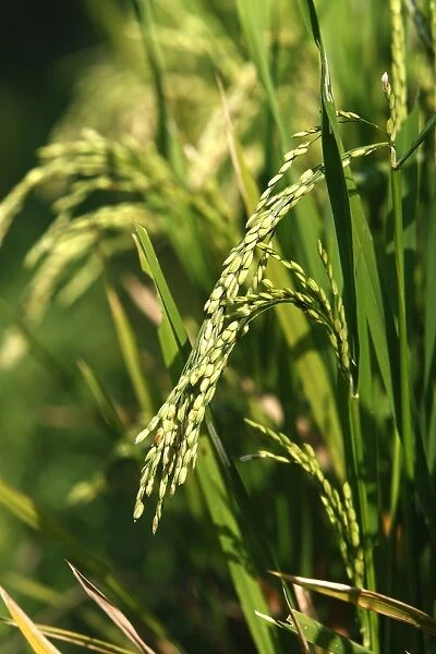 Rice - close-up of grain. Papuan in Bali - Indonesia