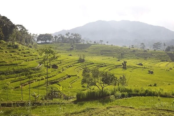 Rice fields  /  paddies  /  terraces near Sidemen in Bali - Indonesia