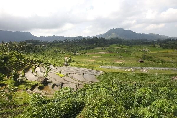 Rice fields  /  paddies  /  terraces near Sidemen in Bali - Indonesia