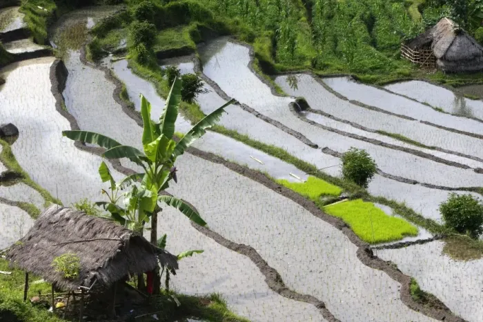 Framed Print : Rice fields / paddies / terraces near Sidemen in Bali - Indonesia Framed Print : Rice fields / paddies / terraces near Sidemen in Bali - Indonesia