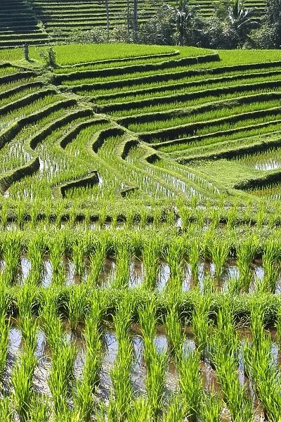 Rice fields  /  paddies  /  terraces in Papuan in Bali - Indonesia