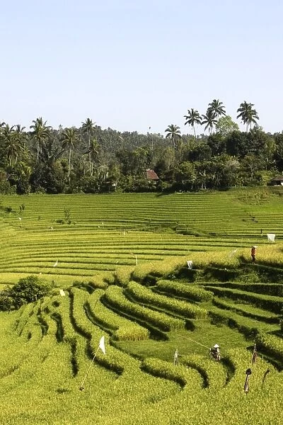 Rice fields  /  paddies  /  terraces in Papuan in Bali - Indonesia