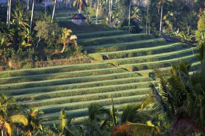 Framed Print : Rice fields / paddies / terraces in Papuan in Bali - Indonesia Framed Print : Rice fields / paddies / terraces in Papuan in Bali - Indonesia