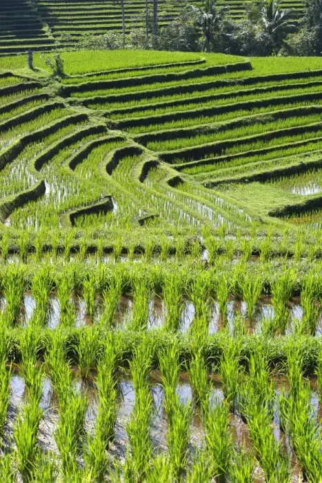 Framed Print : Rice fields / paddies / terraces in Papuan in Bali - Indonesia Framed Print : Rice fields / paddies / terraces in Papuan in Bali - Indonesia