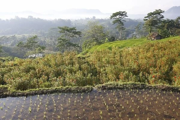 Rice fields & terraces near Sidemen in Bali - Indonesia