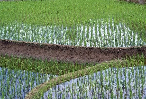 Rice - Oryza sativa rice field China