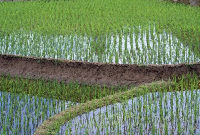 Framed Print : Rice - Oryza sativa rice field China Framed Print : Rice - Oryza sativa rice field China