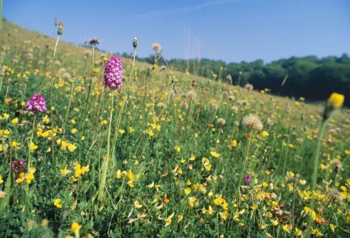 Framed Print : Rich Chalk Grassland - with flowers including Orchids & Trefoil Oxon, UK Framed Print : Rich Chalk Grassland - with flowers including Orchids & Trefoil Oxon, UK