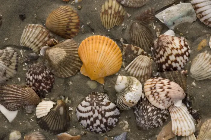 Framed Print : Rich and varied shell fauna on the beaches of San Ignacio lagoon, West coast of Baja California Framed Print : Rich and varied shell fauna on the beaches of San Ignacio lagoon, West coast of Baja California