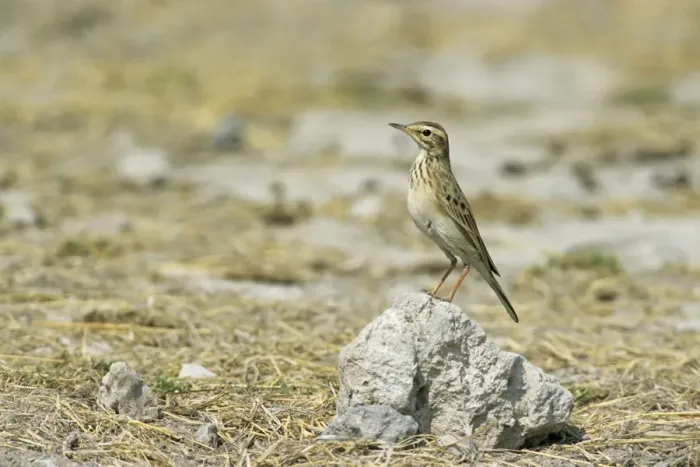 Framed Print : Richard's Pipit - Etosha National Park, Namibia, Africa BI008588 Framed Print : Richard's Pipit - Etosha National Park, Namibia, Africa BI008588