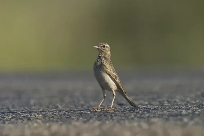 Framed Print : Richard's Pipit standing on the road. Found in open country right throughout Australia. Often seen on roads running off as a car approaches. Also found in Africa and Eurasia through to New Zealand. They eat sleep and nest on the ground Framed Print : Richard's Pipit standing on the road. Found in open country right throughout Australia. Often seen on roads running off as a car approaches. Also found in Africa and Eurasia through to New Zealand. They eat sleep and nest on the ground
