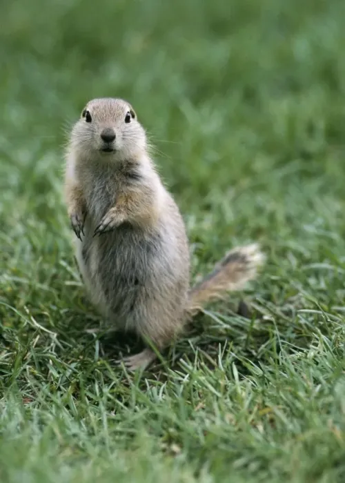 Framed Print : Richardson's Ground Squirrel Framed Print : Richardson's Ground Squirrel
