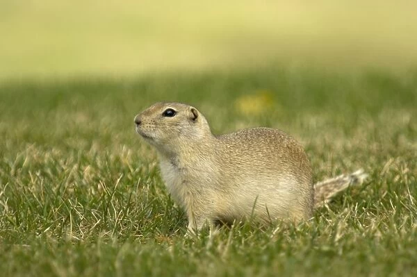 Richardson's Ground Squirrel Side view with head up in alert posture Montana. USA