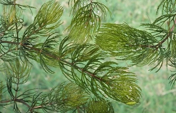 Rigid Hornwort - Aquatic Flower