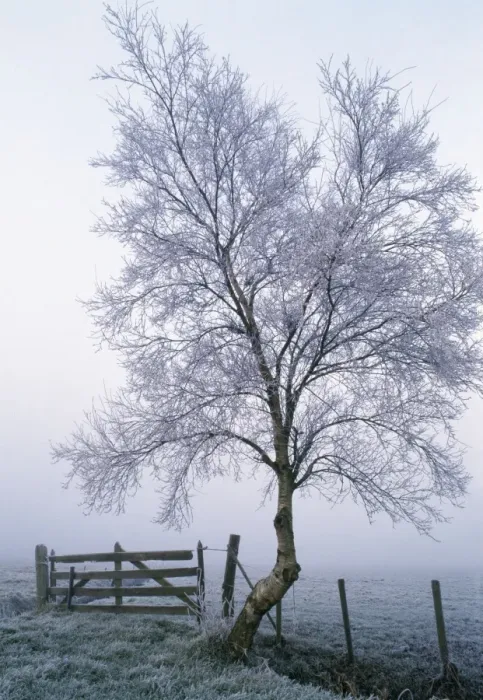 Framed Print : Rimed Tree Framed Print : Rimed Tree