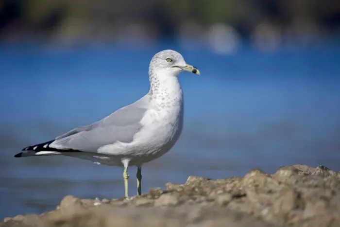 Framed Print : Ring-billed Gul - Adult standing on rock by lake - Most commonly seen gull - especially inland New York - USA Framed Print : Ring-billed Gul - Adult standing on rock by lake - Most commonly seen gull - especially inland New York - USA
