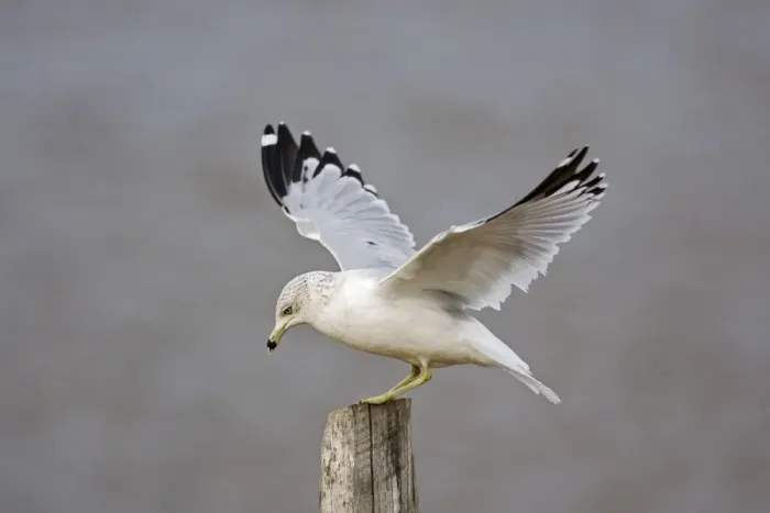 Framed Print : Ring-billed Gull Framed Print : Ring-billed Gull