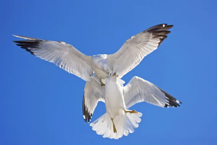 Framed Print : Ring-billed Gull - Adult Fighting in air - Most commonly seen gull - especially inland New York - USA Framed Print : Ring-billed Gull - Adult Fighting in air - Most commonly seen gull - especially inland New York - USA