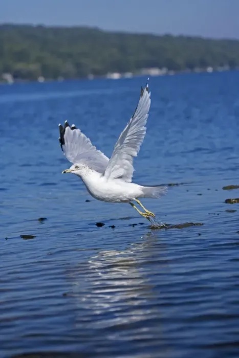 Framed Print : Ring-billed Gull - Adult flying over lake - Most commonly seen gull - especially inland New York - USA Framed Print : Ring-billed Gull - Adult flying over lake - Most commonly seen gull - especially inland New York - USA