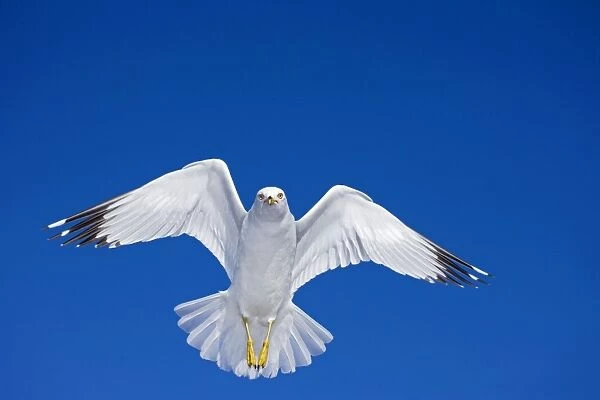 Ring-billed Gull - Adult soaring - Most commonly seen gull - especially inland New York - USA
