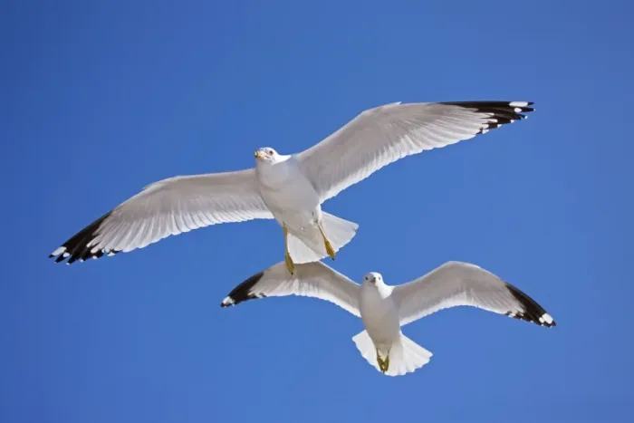 Framed Print : Ring-billed Gull - Adult soaring - Most commonly seen gull - especially inland New York - USA Framed Print : Ring-billed Gull - Adult soaring - Most commonly seen gull - especially inland New York - USA