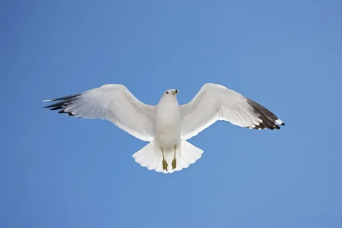 Framed Print : Ring-billed Gull - adult soaring - Most commonly seen gull - especially inland New York - USA Framed Print : Ring-billed Gull - adult soaring - Most commonly seen gull - especially inland New York - USA