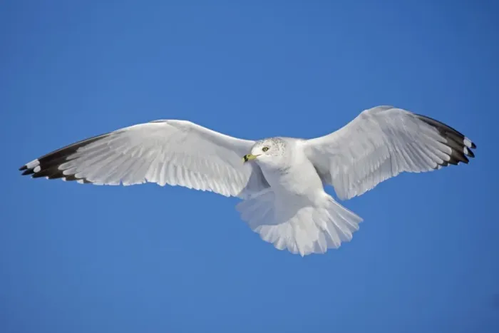 Framed Print : Ring-billed Gull - adult soaring in flight - New York - USA Framed Print : Ring-billed Gull - adult soaring in flight - New York - USA